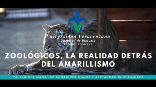 Video Zoológicos: La realidad detrás del amarillismo em Portuguese