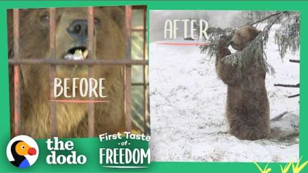 Video Bear Who Spent His Life In A Cage Is Thrilled To Play In Snow  | The Dodo First Taste Of Freedom in Deutsch