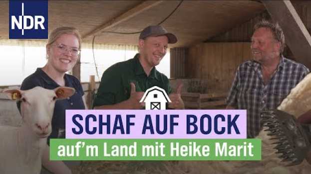 Video Premiere für Heike Marit: schon mal dem Schaf die Wolle geschoren? | Folge 10 | NDR auf‘m Land su italiano