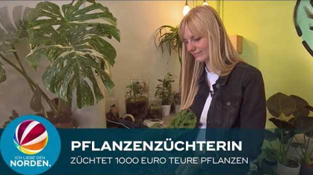 Video Hannoveranerin züchtet bis zu 1.000 Euro teure Pflanzen in Deutsch
