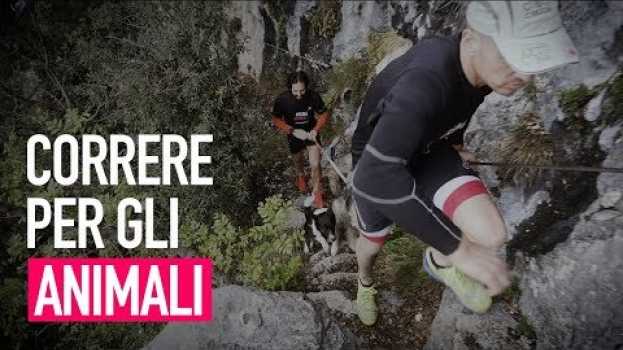 Video Run4Animals - La maratona che difende gli animali em Portuguese