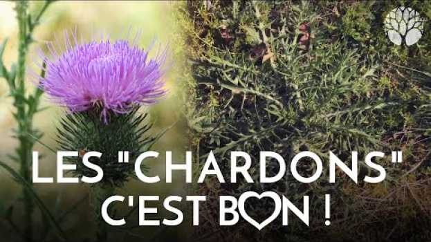 Video Les cirses, des "chardons" comestibles ! na Polish