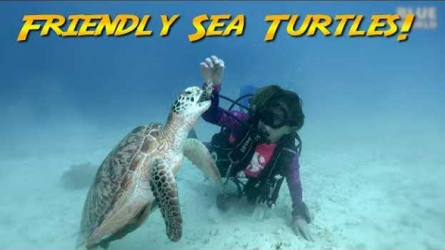 Video Friendly Sea Turtles follow us like puppies.  What do they like? em Portuguese