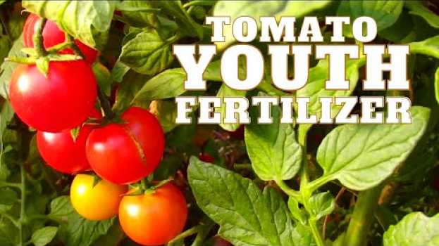 Video YOUTH Fertilizer For TOMATOES #tomato #fertilizer em Portuguese