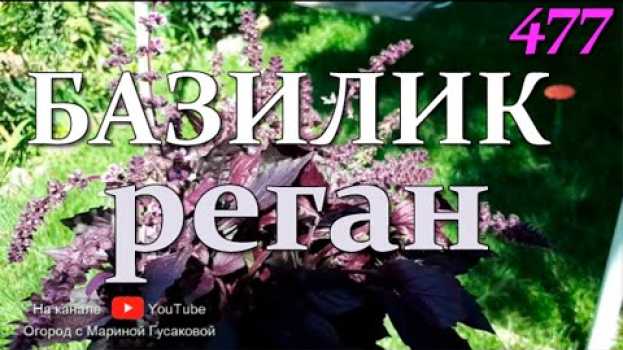 Video Выращивание базилика 🍀 БАЗИЛИК – он же реган, он же… 25 августа 🍀 in English