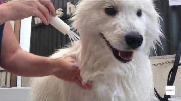Video Pet/ Animal Groomer career - A day in the work life in English