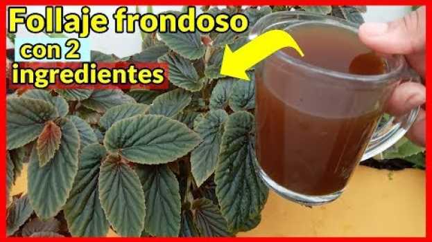 Video Agrega esto a tus plantas y restaura su follaje y hojas amarillas muy facil em Portuguese