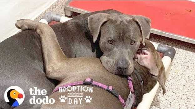 Video Pittie Best Friends Had To Be Adopted Together  | The Dodo Adoption Day en français