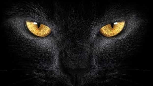 Video Если черная кошка появилась у вашей двери.Что значит черный кот.Черные кошки и удача. su italiano