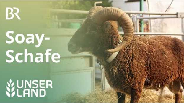 Video Soay-Schafe: Landschaftspfleger aus der Steinzeit | Unser Land | BR Fernsehen en Español