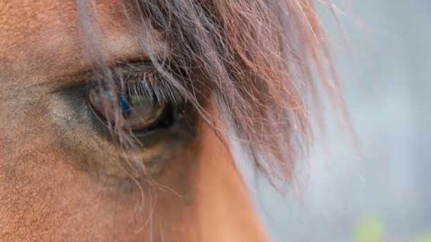 Video Do Horses' Eyes Reveal Their Stress? su italiano