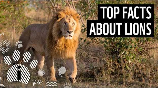 Video Top facts about lions | WWF in Deutsch