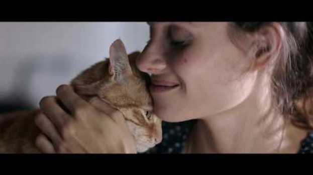 Video Noi amiamo gli animali, proprio come te em Portuguese