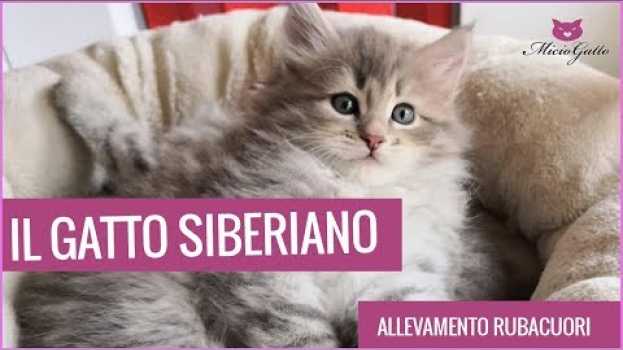 Video Il gatto SIBERIANO: tutto sul gatto ipoallergenico! in Deutsch
