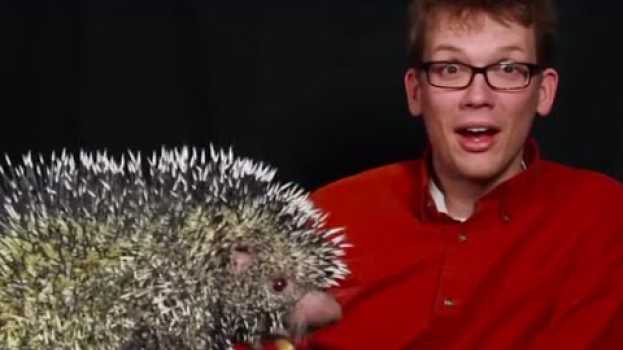 Video Is This the Cutest Animal Noise? en français