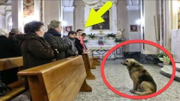 Video Pensavi Fosse Divertente Vedere Questo Cane in Chiesa finché non Guardi.  Perché? en français