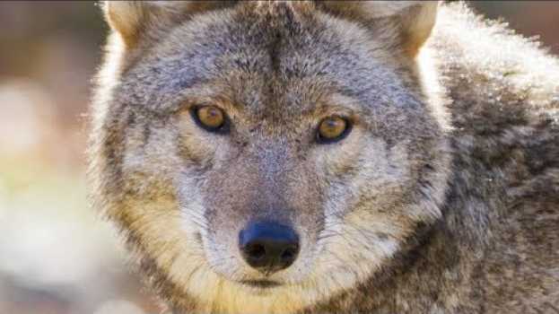 Video This Is What You Should Do If You Encounter A Coyote en Español