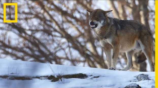 Video Les chiens de bergers des Carpates, grands rivaux des loups affamés en Español