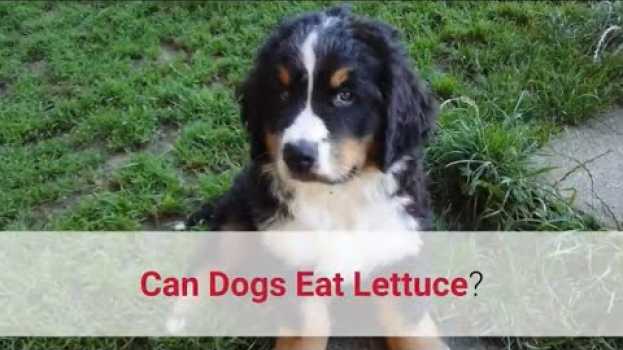 Video ✅ Can Dogs Eat Lettuce? Watch This First! su italiano
