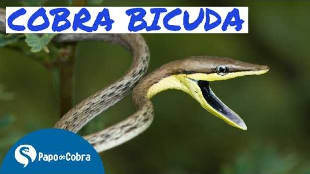 Видео BICUDA ou Cobra cipó | Cobras Brasileiras #10 | Papo de Cobra на русском