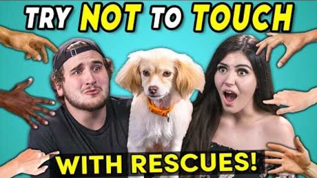 Video Try Not To Touch Challenge (ft. Rescue Animals! | Best Friends) su italiano