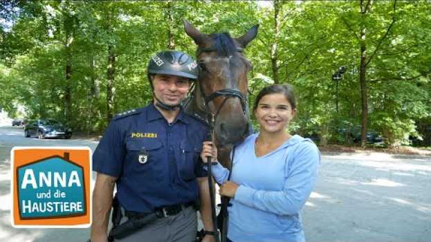 Video Ein Tag mit Polizeipferden | Information für Kinder | Anna und die Haustiere | Spezial na Polish