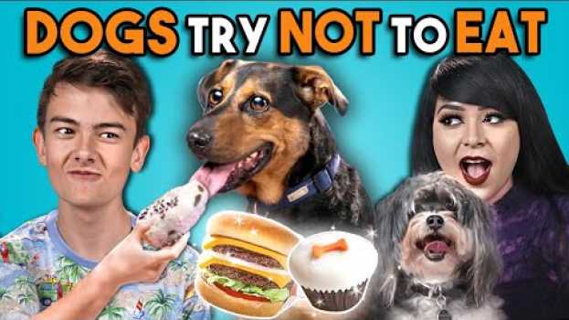 Видео Dogs Try Not To Eat Challenge (React) на русском