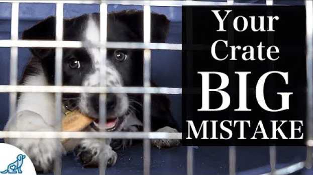Video The BIGGEST Mistake People Make With Crate Training A Puppy na Polish
