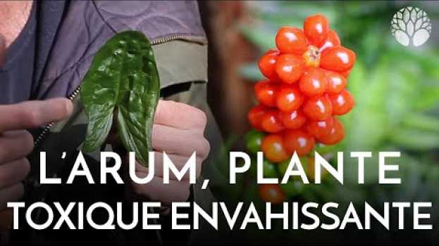 Video Arum ou gouet, confusion ail des ours, plante toxique envahissante ! en Español