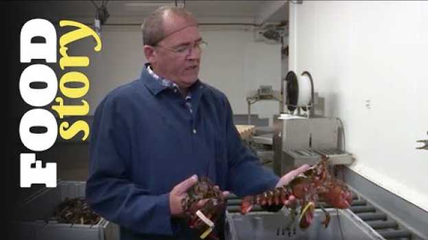 Video La plus grosse usine à homards au monde en Español