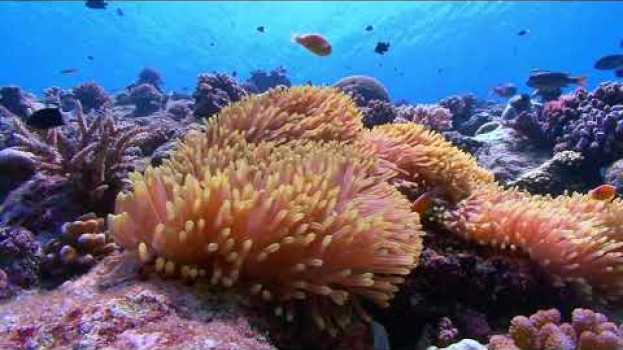 Video Nature Is Speaking – Ian Somerhalder is Coral Reef | Conservation International (CI) en français
