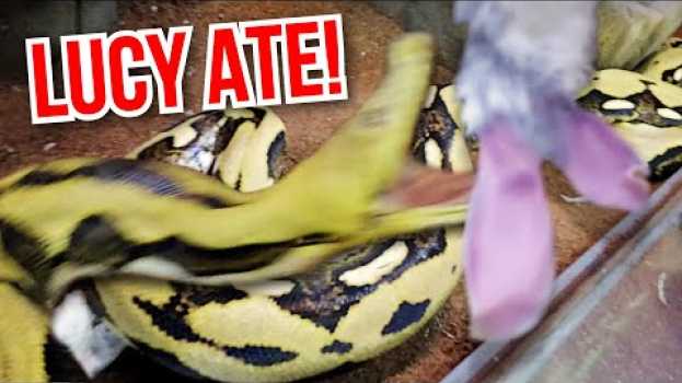 Video SHE ATE!! MY 20 FOOT PYTHON **Lucy** ATE!!! | BRIAN BARCZYK in English