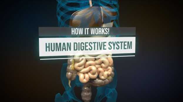 Video Human digestive system - How it works! (Animation) em Portuguese