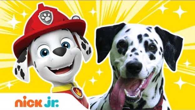 Video What Kind of Dogs & Birds Are The PAW Patrol & Top Wing Characters? | Nick Jr. en Español