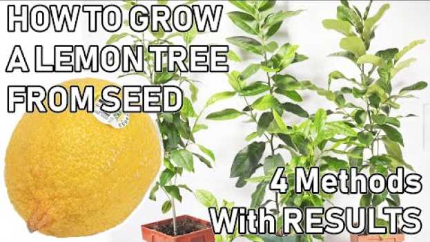 Video How To Grow A LEMON TREE From A SEED ( 0-6 MONTHS UPDATES ) in English
