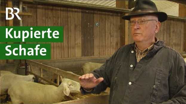 Video Kupierte Schwänze bei Schafen: Was sind mögliche Alternativen? | Schaf Doku | Unser Land | BR en Español
