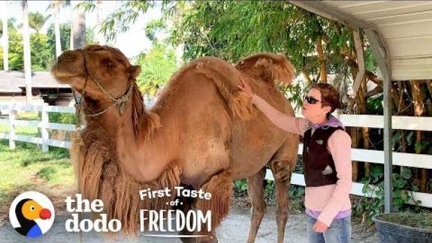 Video Camel So Skinny His Humps Collapsed Gets Strong Enough To Run Free | The Dodo First Taste Of Freedom na Polish