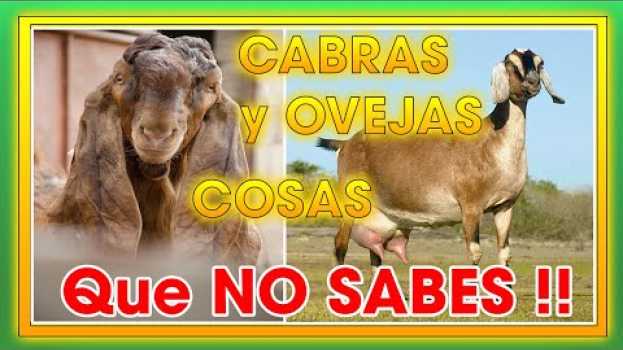 Video CABRAS Y OVEJAS !Cosas Que no Sabias!  | Ing. Jannin Hernández Blandón in English