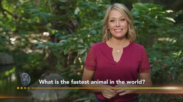 Video Animal Pop Quiz with Dylan Dreyer | Earth Odyssey in Deutsch