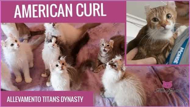 Video American curl: caratteristiche, prezzo e cura di questo gatto particolare em Portuguese