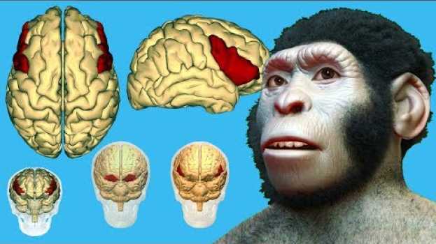 Video В эволюции не только размер мозга имеет значение! Морфология внутренней части черепа Homo naledi in Deutsch