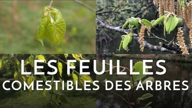 Video Les feuilles comestibles des arbres en français