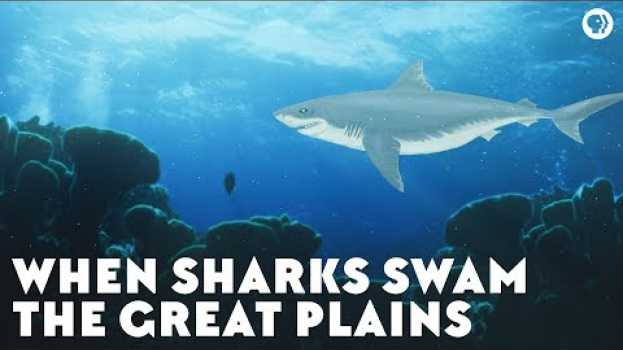 Video When Sharks Swam the Great Plains en français
