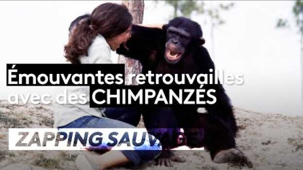 Видео Émouvant : elle retrouve ses chimpanzés 20 ans après - ZAPPING SAUVAGE на русском