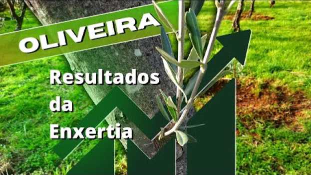 Video ENXERTIA em OLIVEIRAS, resultados após 2 anos en Español