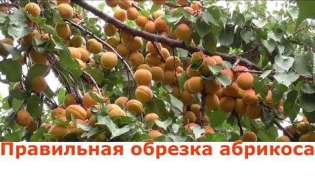 Video Обрезка абрикоса 1 год после посадки. Правильная обрезка абрикоса na Polish