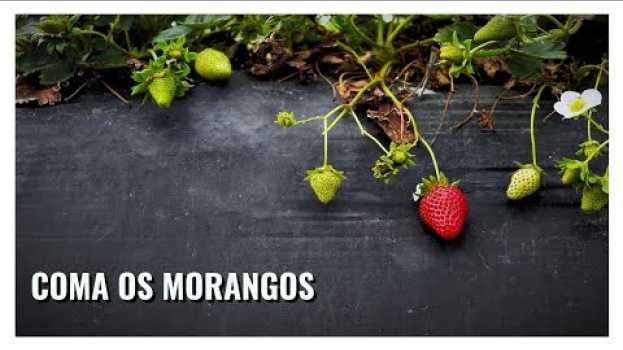Video Mensagem - Coma os morangos en Español