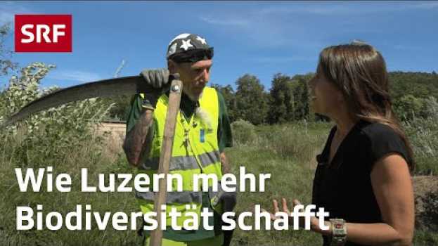 Video Wie Luzern mehr Biodiversität schafft | Umwelt-Reportage | Mission B - für mehr Biodiversität su italiano