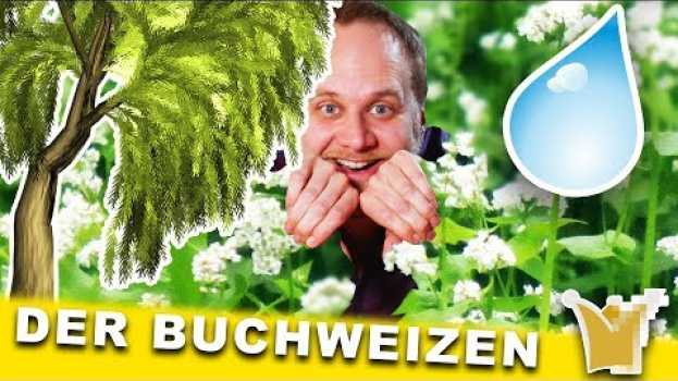 Video Der Buchweizen - Hans Christian Andersen in English