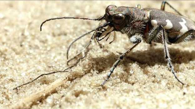Video The Tiger Beetle is Incredibly Fast for its Size in Deutsch